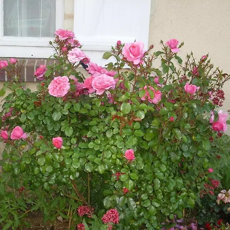 La Maison De Printemps Bed & Breakfast *